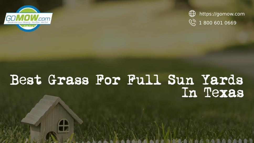 best-grass-for-full-sun-yards-in-texas