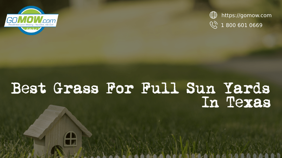 Best Grass For Full Sun Yards In Texas