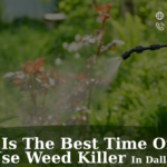 what-is-the-best-time-of-year-to-use-weed-killer-in-dallas-tx