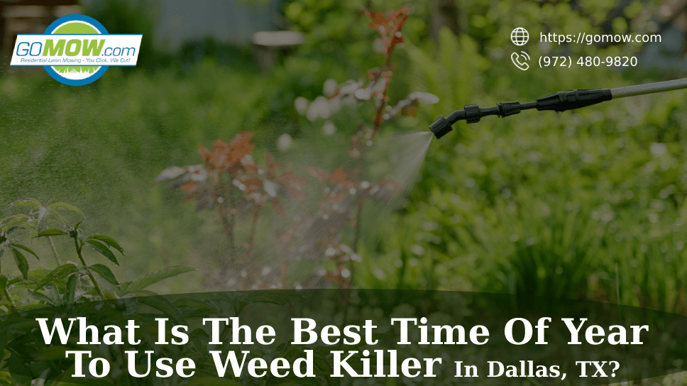 What Is The Best Time Of Year To Use Weed Killer In Dallas, TX?