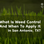 what-is-weed-control-and-when-to-apply-it-in-san-antonio-tx