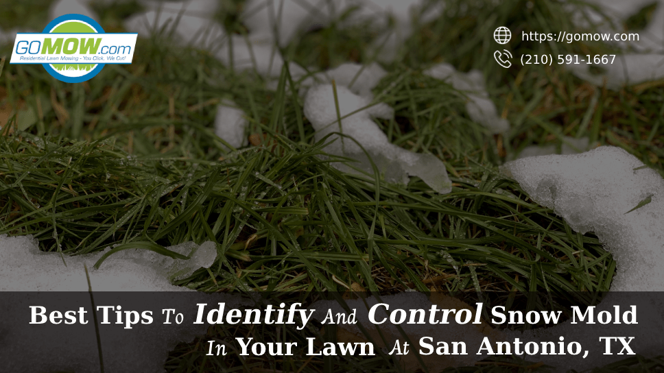 Best Tips To Identify And Control Snow Mold In Your Lawn At San Antonio, TX