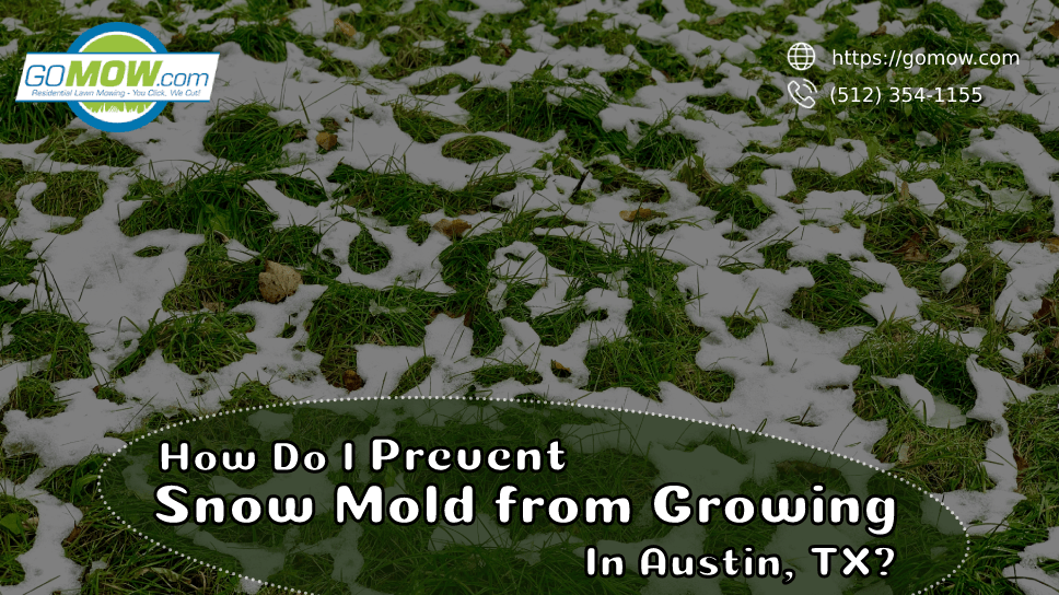 How Do I Prevent Snow Mold From Growing In Austin, TX?