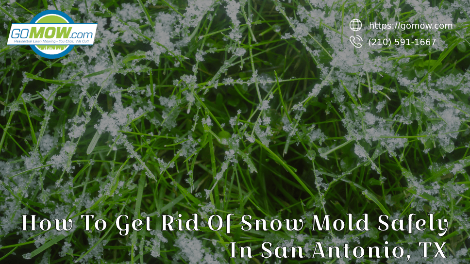 How To Get Rid Of Snow Mold Safely In San Antonio, TX