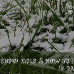 what-is-snow-mold-how-to-remove-it-in-dallas-tx