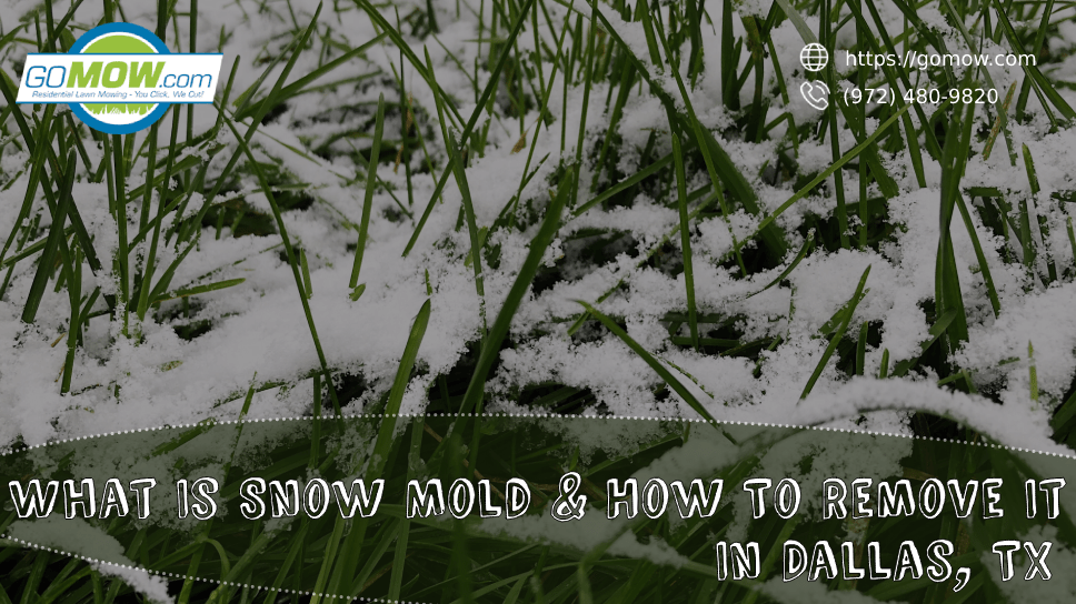 What Is Snow Mold & How To Remove It In Dallas, TX