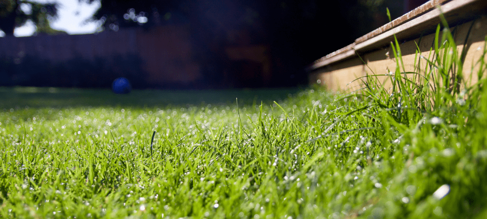 Local Lawn Mowing Service In Schertz, Texas