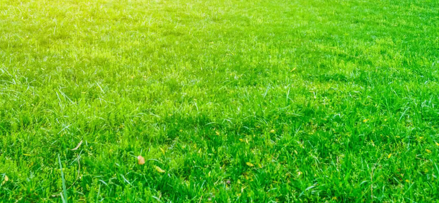 Local Lawn Mowing Service In Cedar Park, Texas