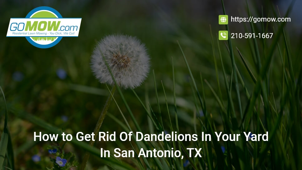 how-to-get-rid-of-dandelions-in-your-yard-in-san-antonio-tx