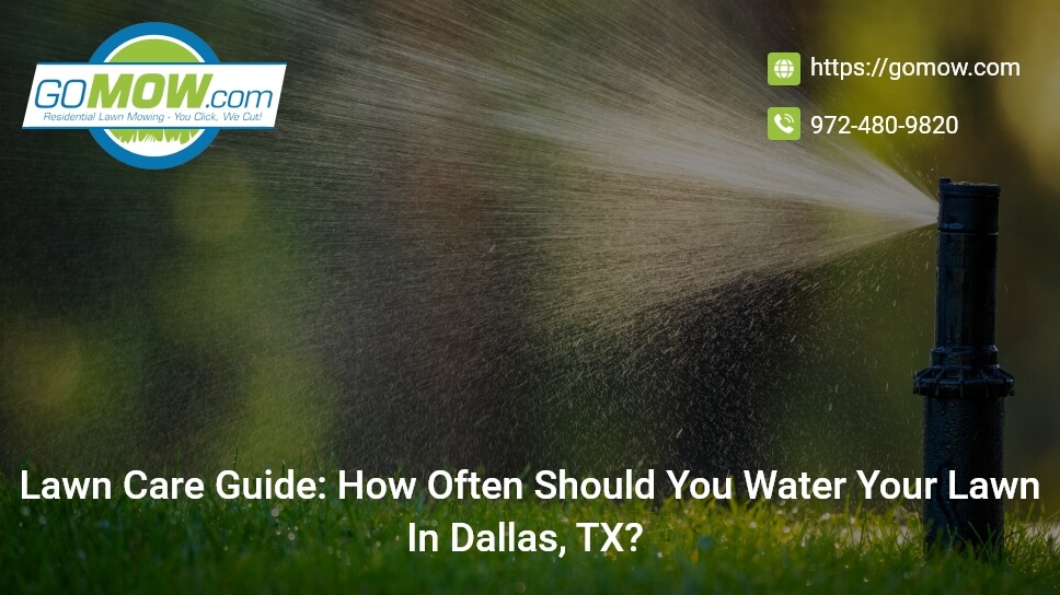 Lawn Care Guide: How Often Should You Water Your Lawn In Dallas, TX?