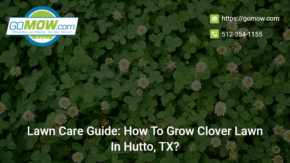 Lawn Care Guide: How To Grow Clover Lawn In Hutto, TX?