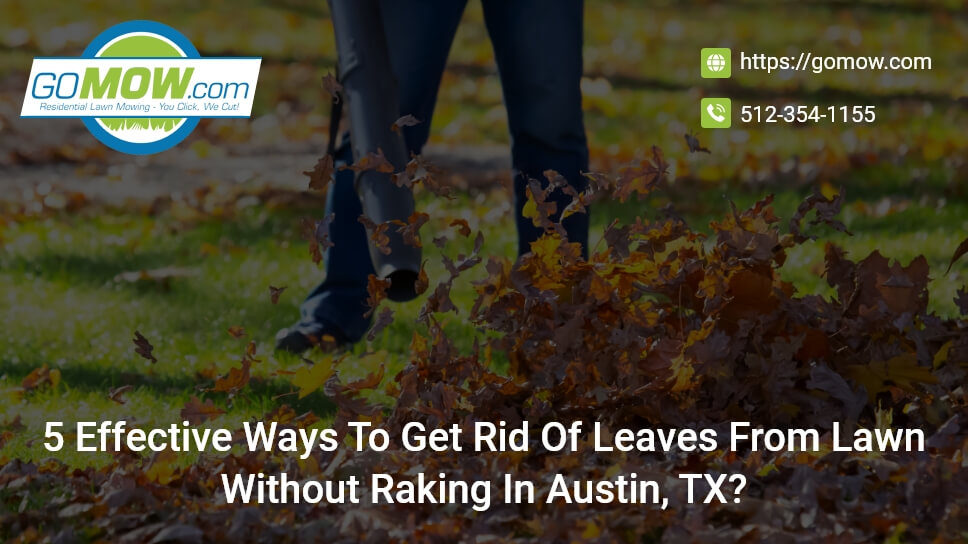 5 Effective Ways To Get Rid Of Leaves From Lawn Without Raking In Austin, TX