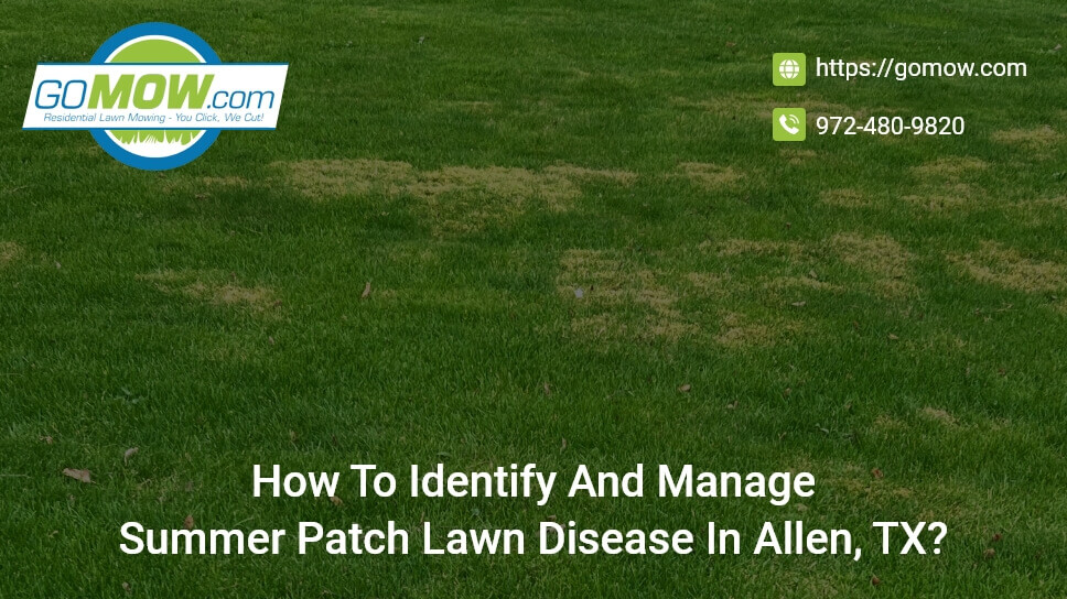 How To Identify And Manage Summer Patch Lawn Disease In Allen, TX?