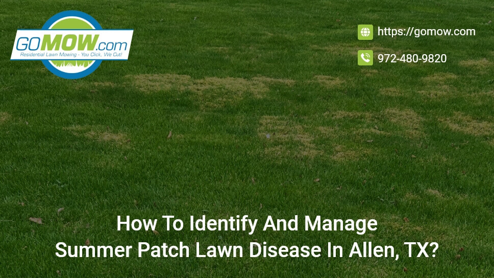 How To Identify And Manage Summer Patch Lawn Disease In Allen, TX