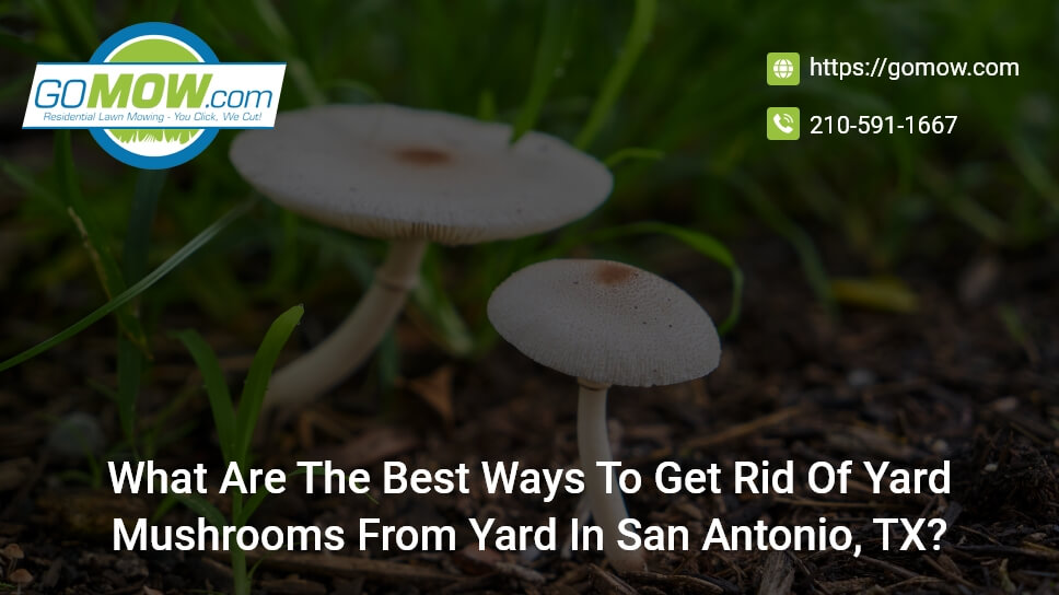 What Are The Best Ways To Get Rid Of Yard Mushrooms From Yard In San Antonio, TX?