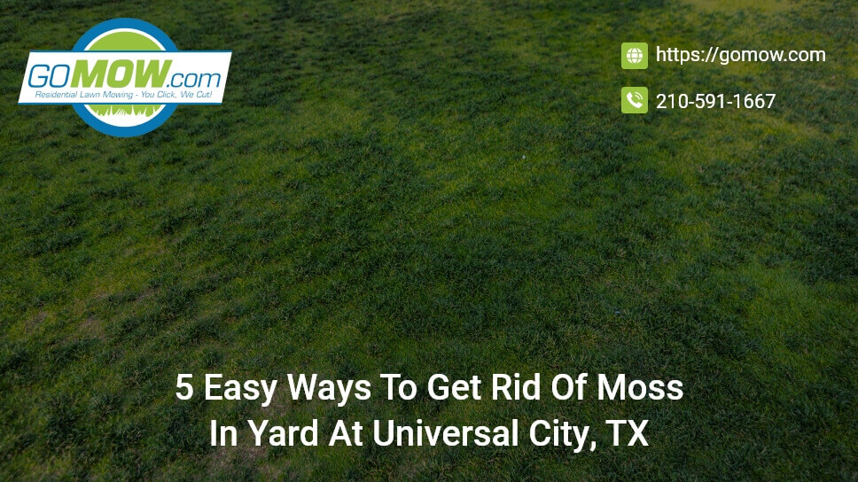 5 Easy Ways To Get Rid Of Moss In Yard At Universal City, TX?