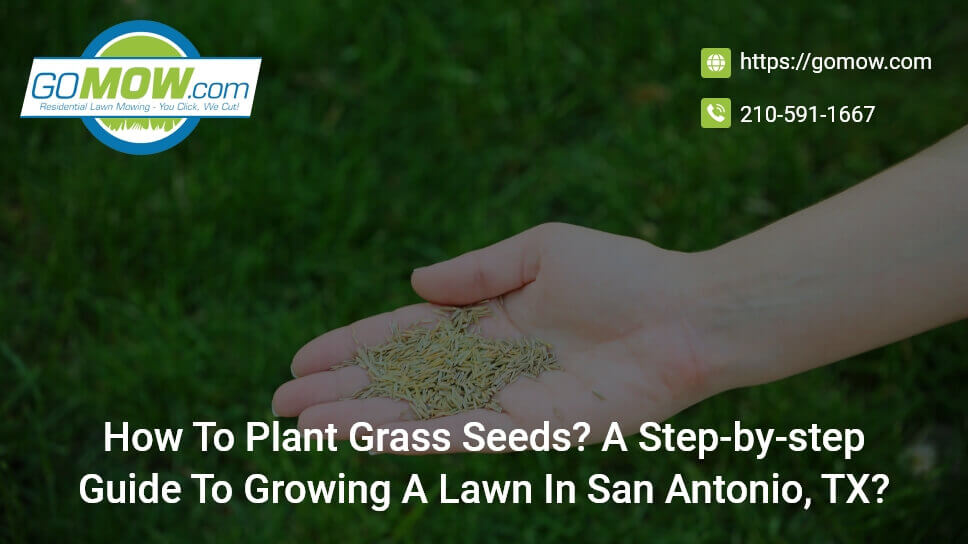 How To Plant Grass Seeds? A Step-by-step Guide To Growing A Lawn In San Antonio, TX?