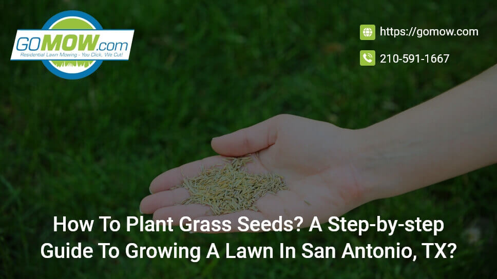 How To Plant Grass Seeds? A Step-by-step Guide To Growing A Lawn In San Antonio, TX