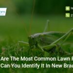 what-are-the-most-common-lawn-pests-and-how-can-you-identify-it-in-new-braunfels-tx