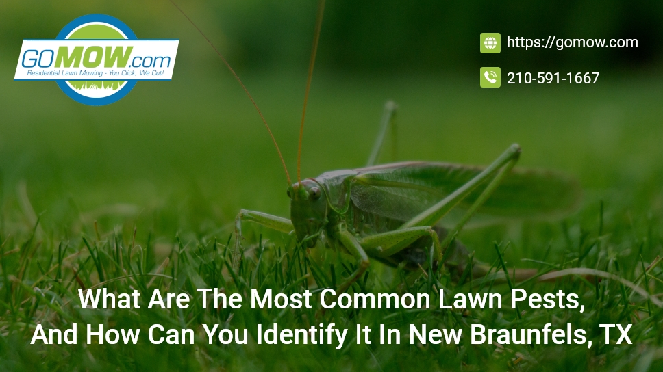 What Are The Most Common Lawn Pests, And How Can You Identify It In New Braunfels, TX?