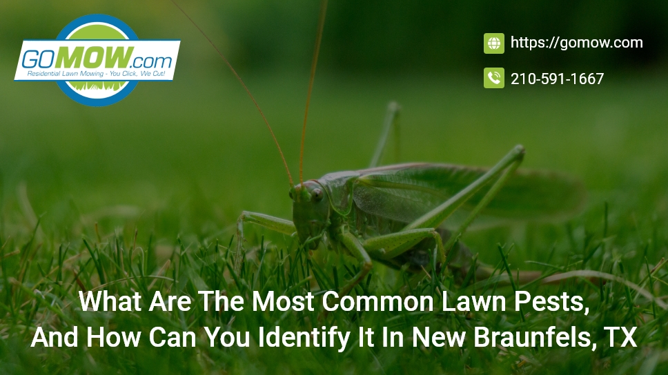 what-are-the-most-common-lawn-pests-and-how-can-you-identify-it-in-new-braunfels-tx