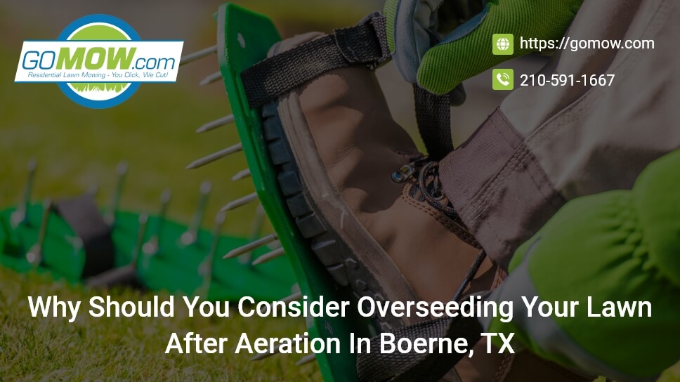 Why Should You Consider Overseeding Your Lawn After Aeration In Boerne, TX?