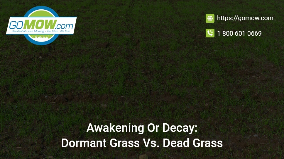 Awakening or decay dormant grass vs dead grass