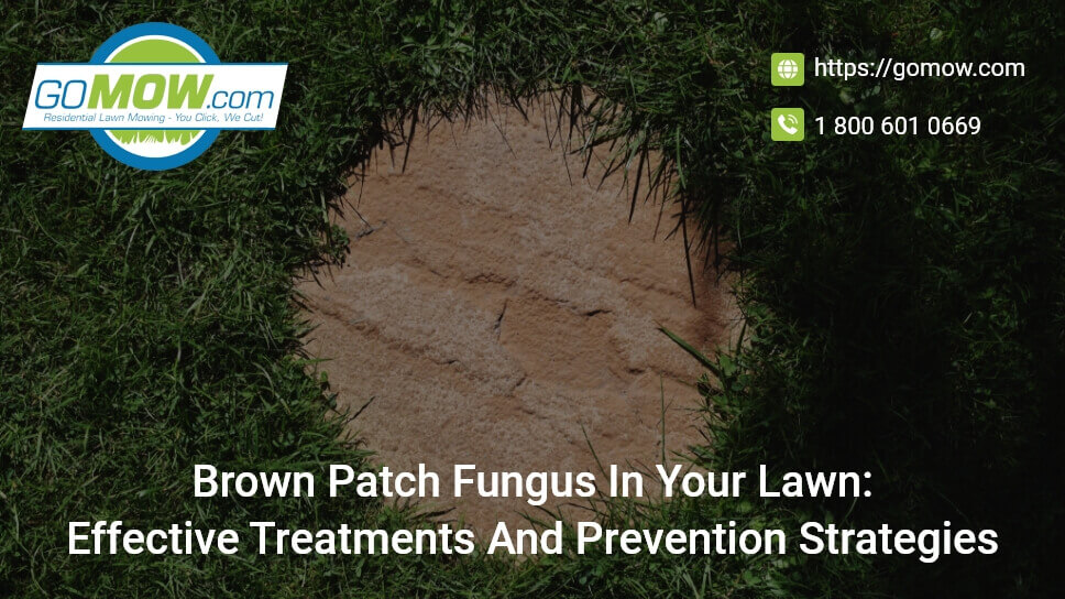 Brown Patch Fungus In Your Lawn: Effective Treatments And Prevention Strategies