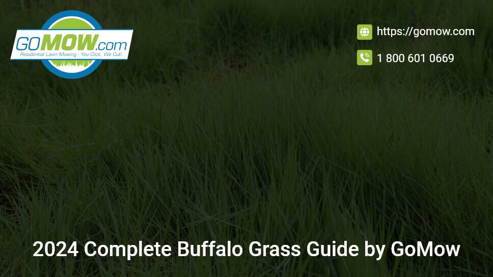 2024 Complete Buffalo Grass Guide By Gomow