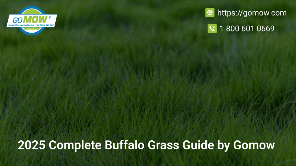 2025-complete-buffalo-grass-guide-by-gomow