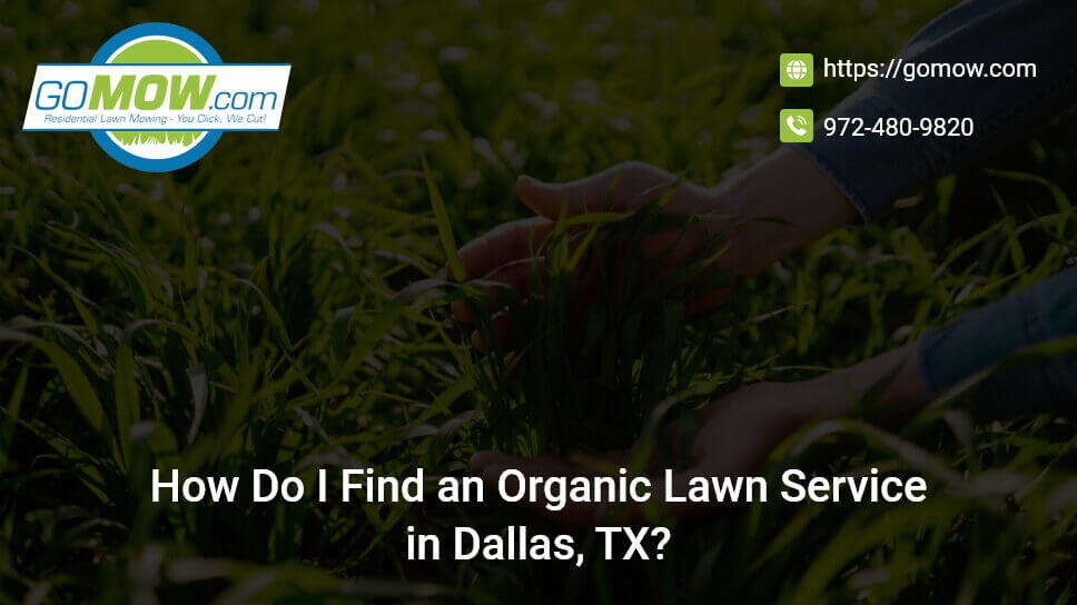 How Do I Find An Organic Lawn Service In Dallas, TX?