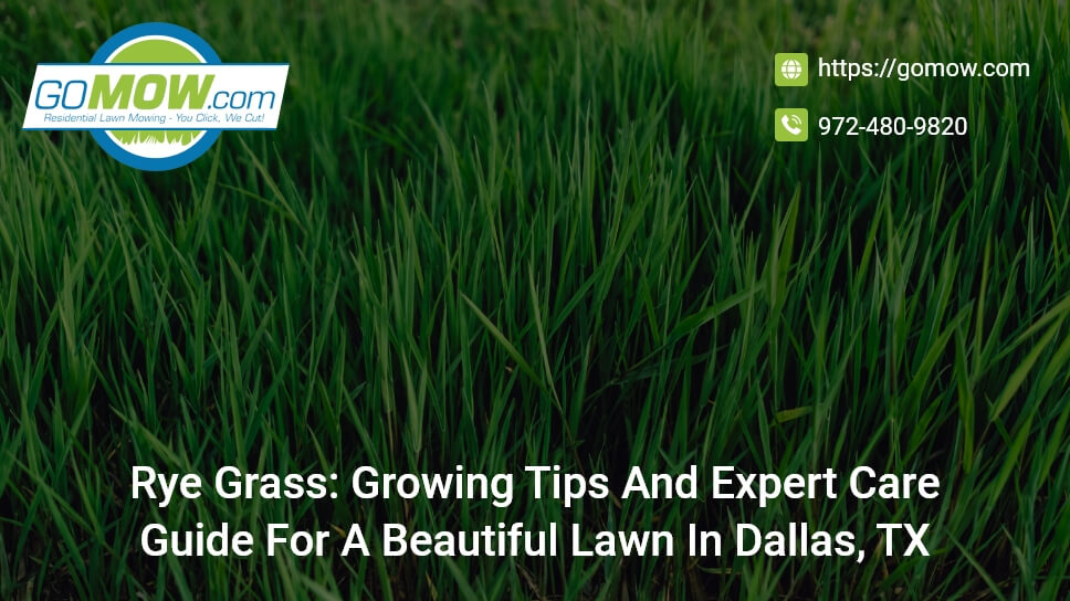 RyeGrass: Growing Tips And Expert Care Guide For A Beautiful Lawn In Dallas, TX