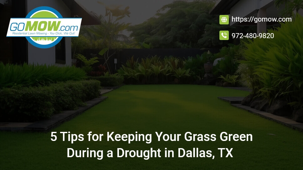 5 Tips For Keeping Your Grass Green During A Drought In Dallas, TX