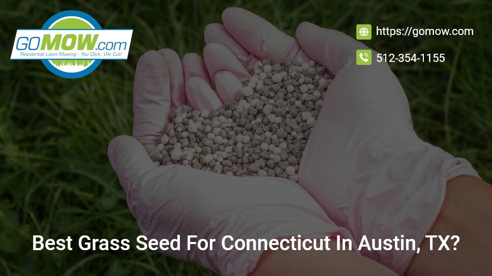 best-grass-seed-for-connecticut-in-austin-tx