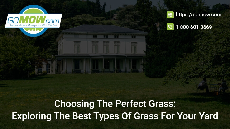 choosing-the-perfect-grass-exploring-the-best-types-of-grass-for-your-yard