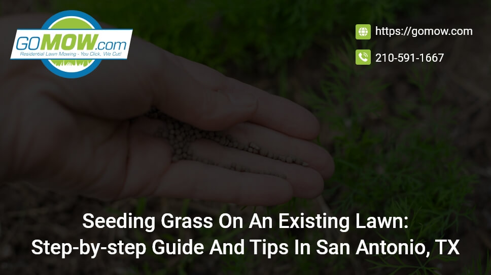 seeding-grass-on-an-existing-lawn-step-by-step-guide-and-tips-in-san-antonio-tx
