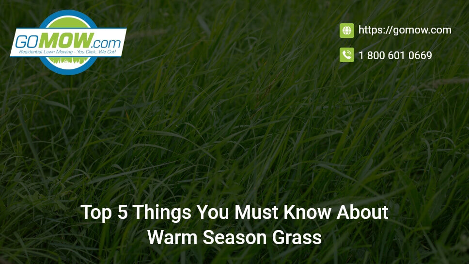 Top 5 Things You Must Know About Warm Season Grass