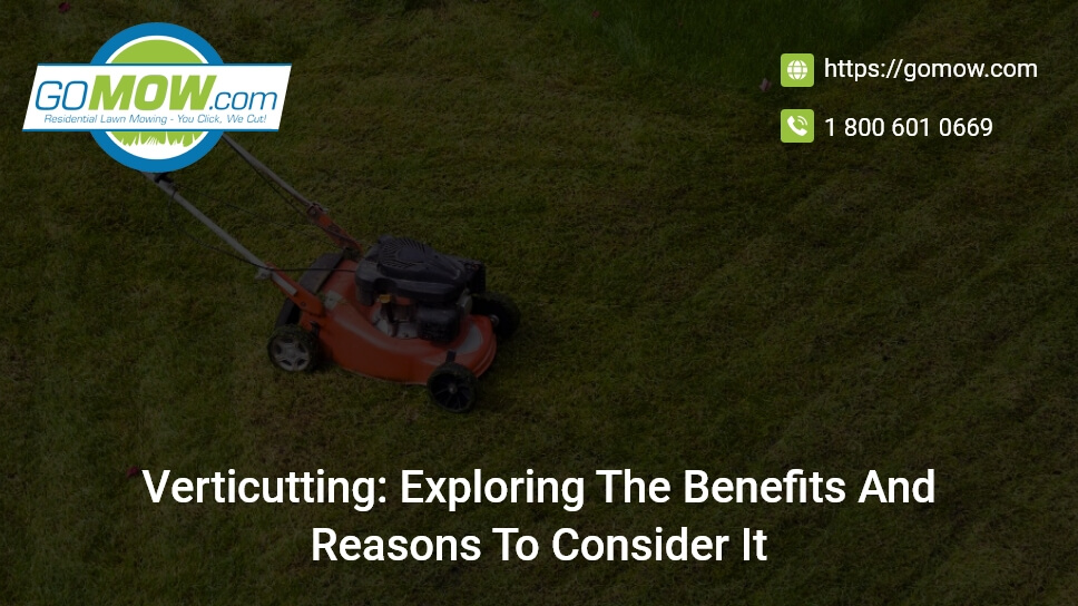 verticutting-exploring-the-benefits-and-reasons-to-consider-it