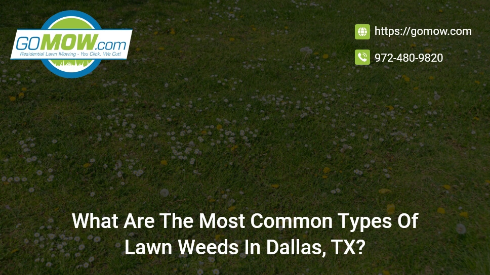 What are the most common type of lawn weeds in dallas