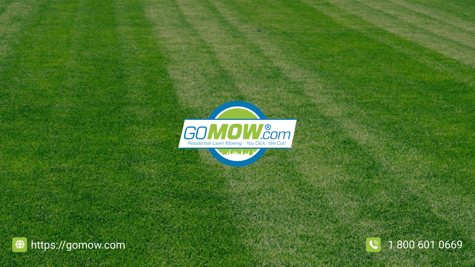 gomow-lawn-care-service-dont-make-these-10-common-mistakes-when-mowing-a-lawn