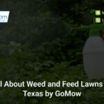 all-about-weed-and-feed-lawns-in-texas-by-gomow