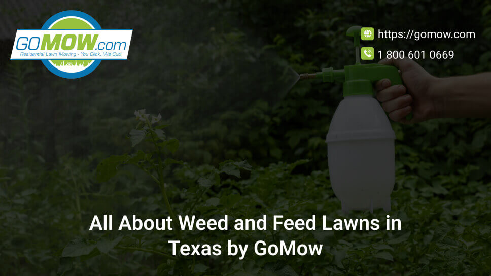 All About Weed And Feed Lawns In Texas By GoMow