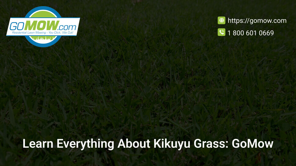 learn-everything-about-kikuyu-grass-gomow