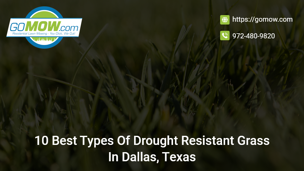 10 Best Types Of Drought Resistant Grass In Dallas, Texas