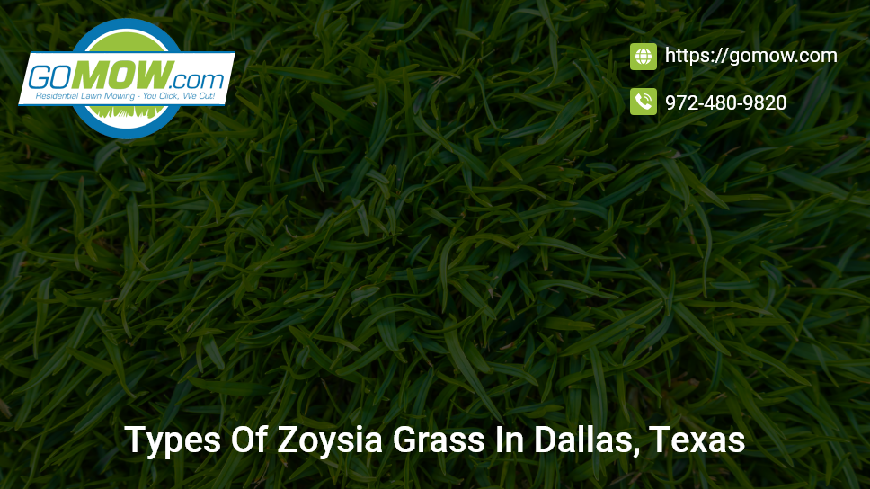 Types Of Zoysia Grass In Dallas, Texas