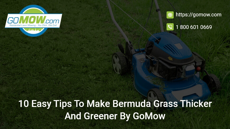 10-easy-tips-to-make-bermuda-grass-thicker-and-greener-by-gomow