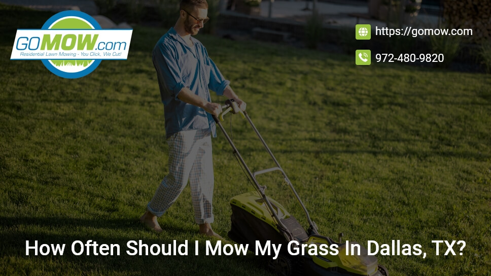How Often Should I Mow My Grass In Dallas, TX?
