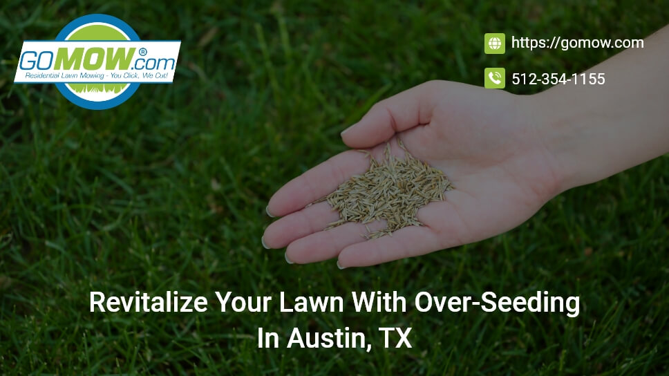 Revitalize Your Lawn With Over-Seeding In Austin, TX