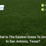 what-is-the-easiest-grass-to-grow-in-san-antonio-texas