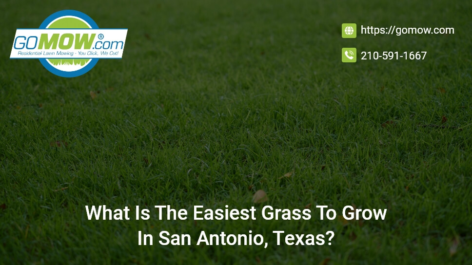 What Is The Easiest Grass To Grow In San Antonio, Texas?